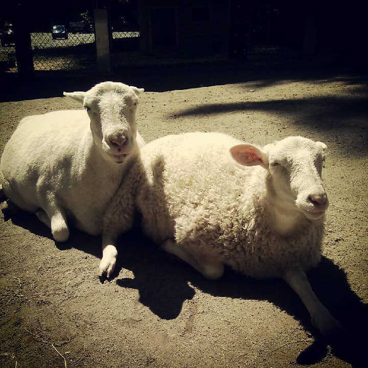 Petting Farm