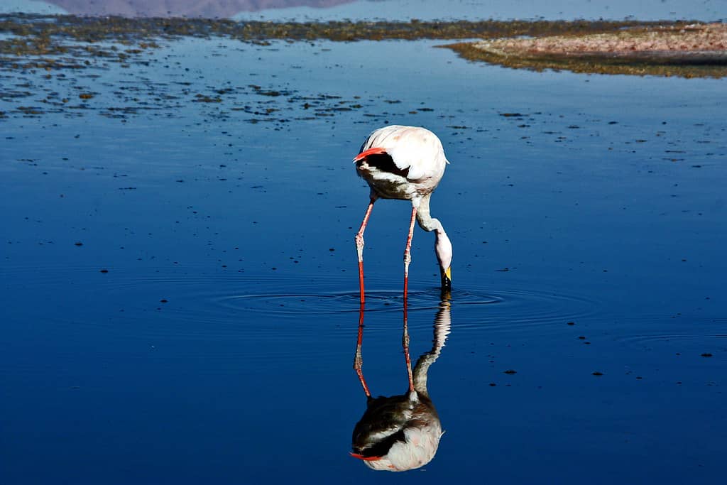 Laguna Chaxa