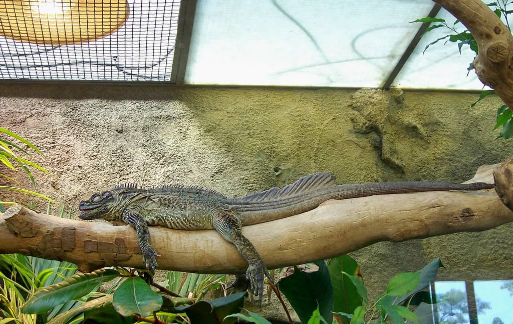 Reptile House