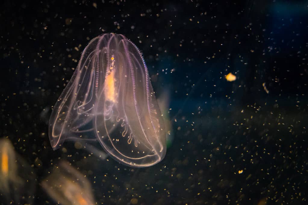 Mesmerizing Jellyfish