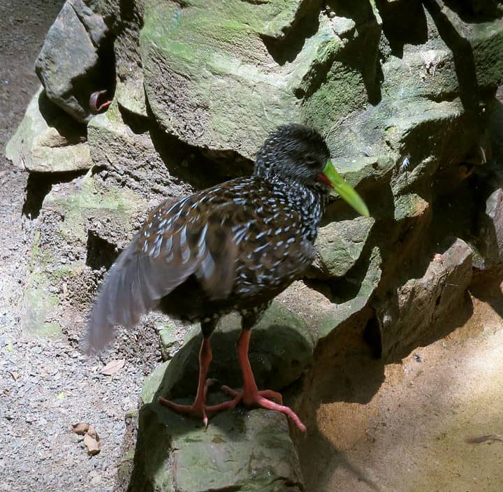 Focus on Animal Preservation
