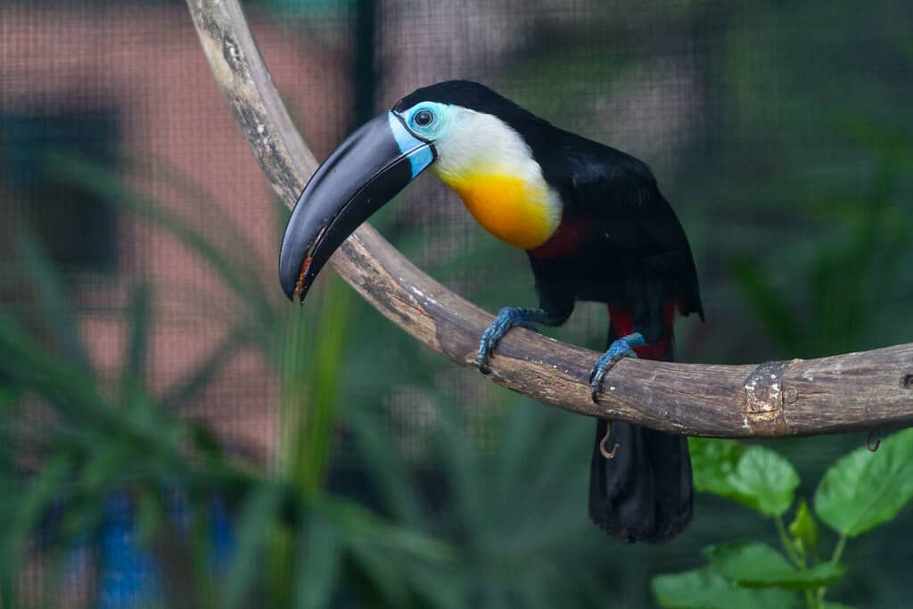 Mammal Enclosures