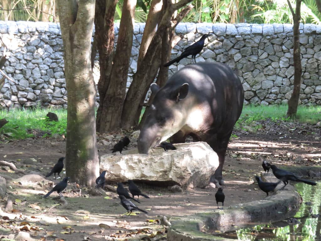 Wildlife Encounters
