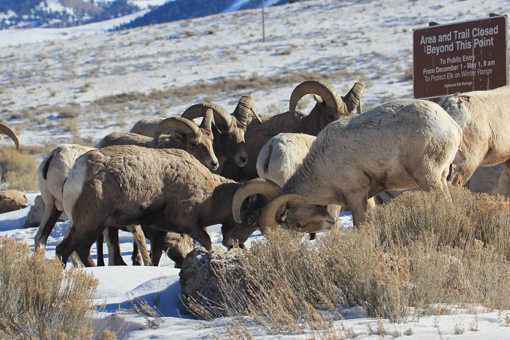 Bighorn Sheep Sightings