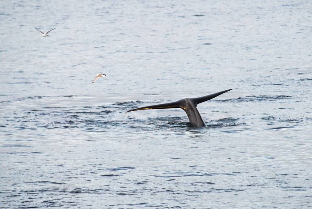 Blue Whale Encounters