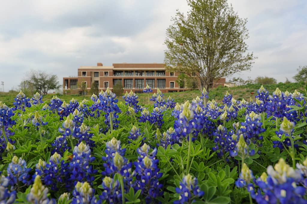 Texas Rose Garden