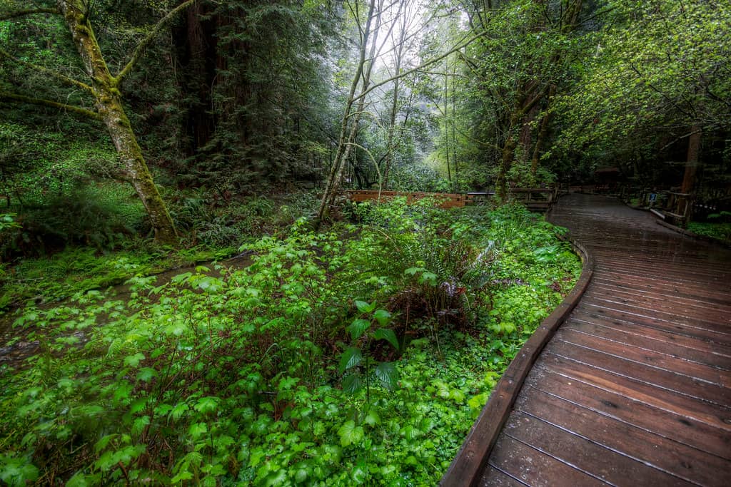 Serene Boardwalks