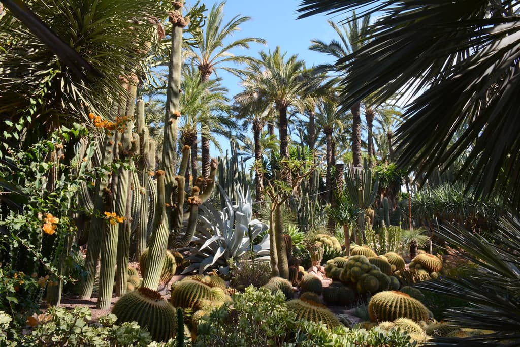 Exotic Plant Collection
