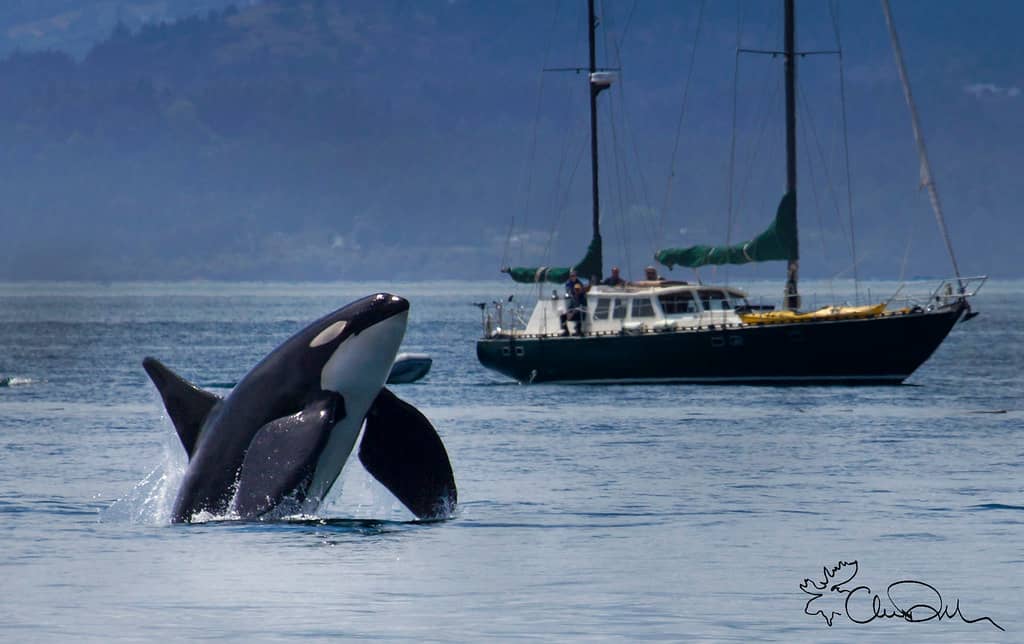 Orca Sightings