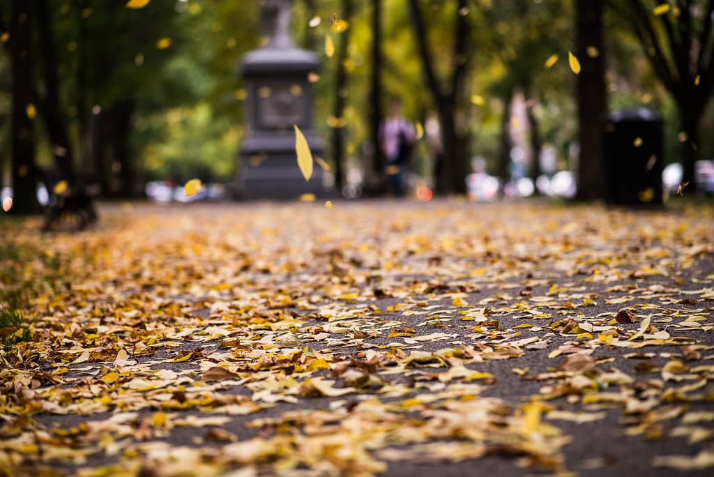 Autumn Foliage