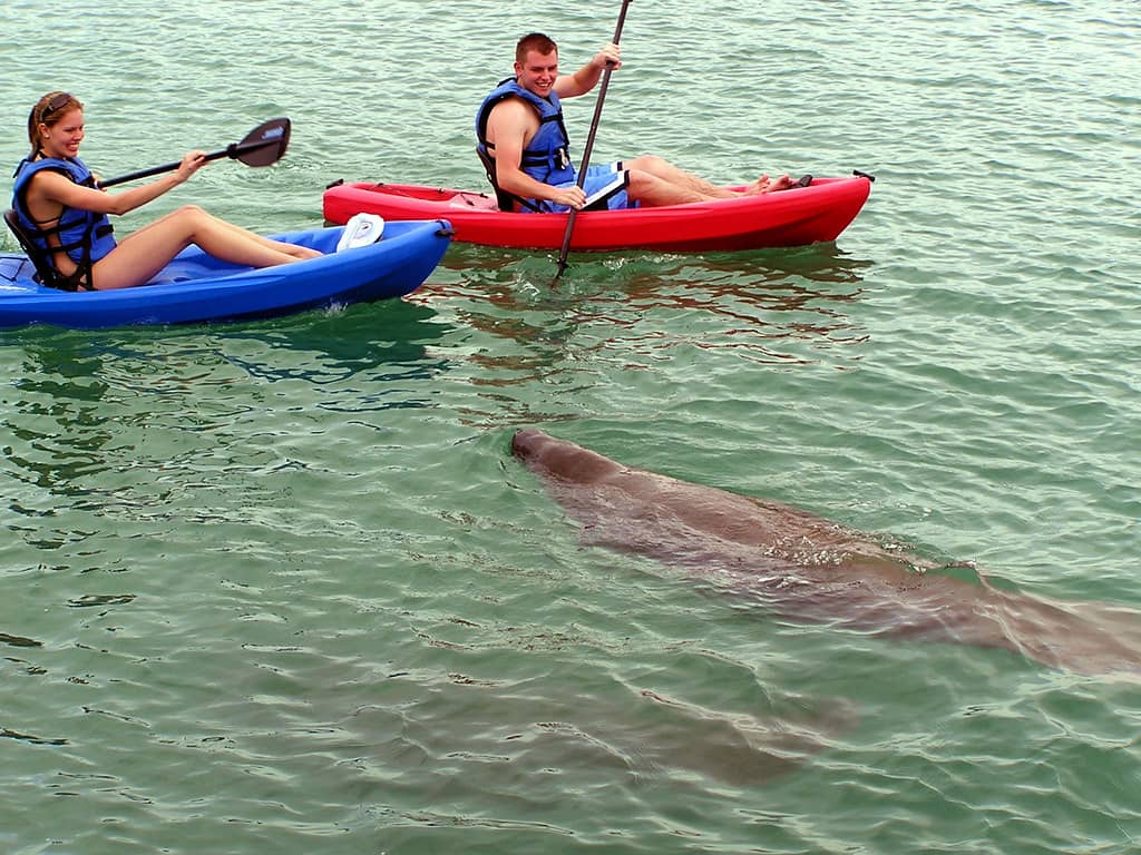 Dolphin Sightings