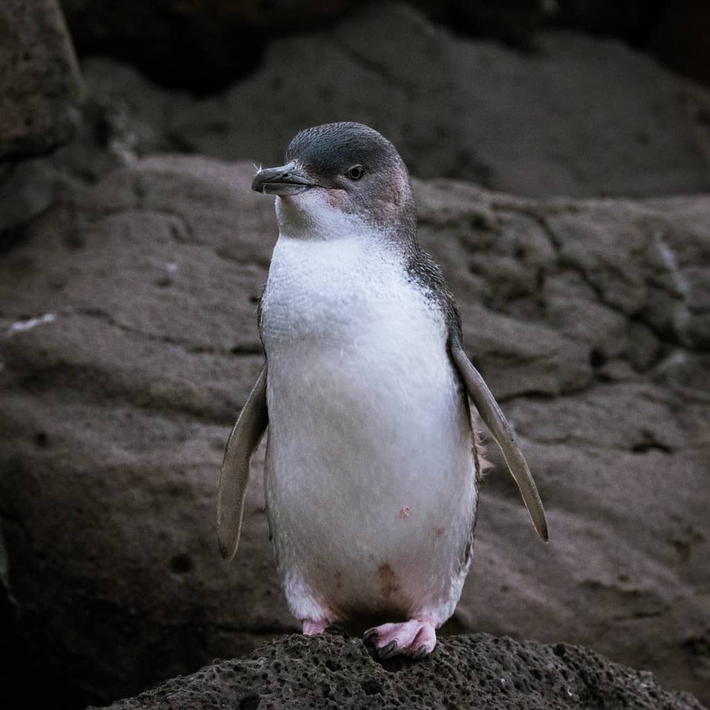 Penguin Viewing
