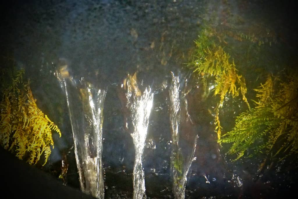 Miraculous Spring Water