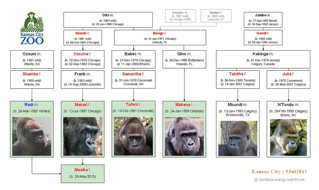 Majestic Gorillas