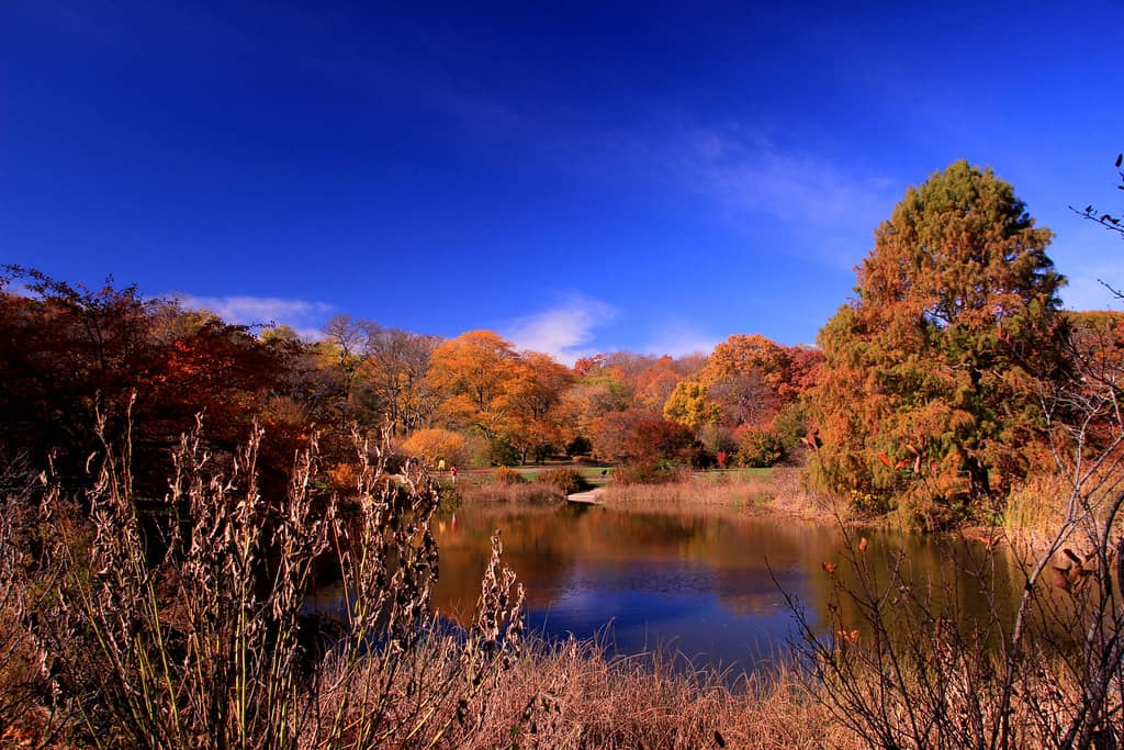 Autumn Foliage