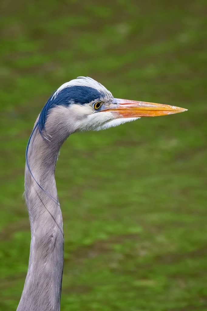 Wildlife Spotting