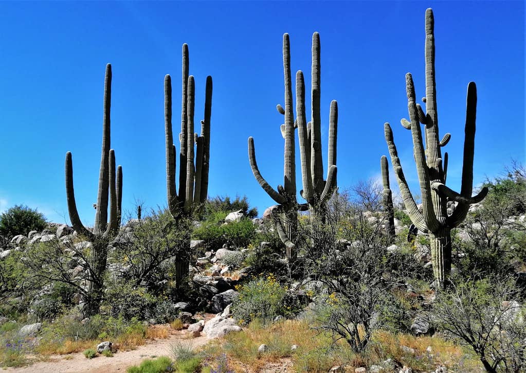 Canyon Loop Trail