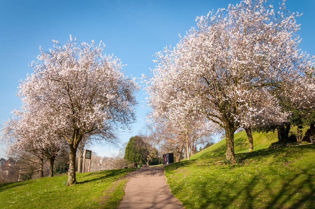 Spring Cherry Blossoms