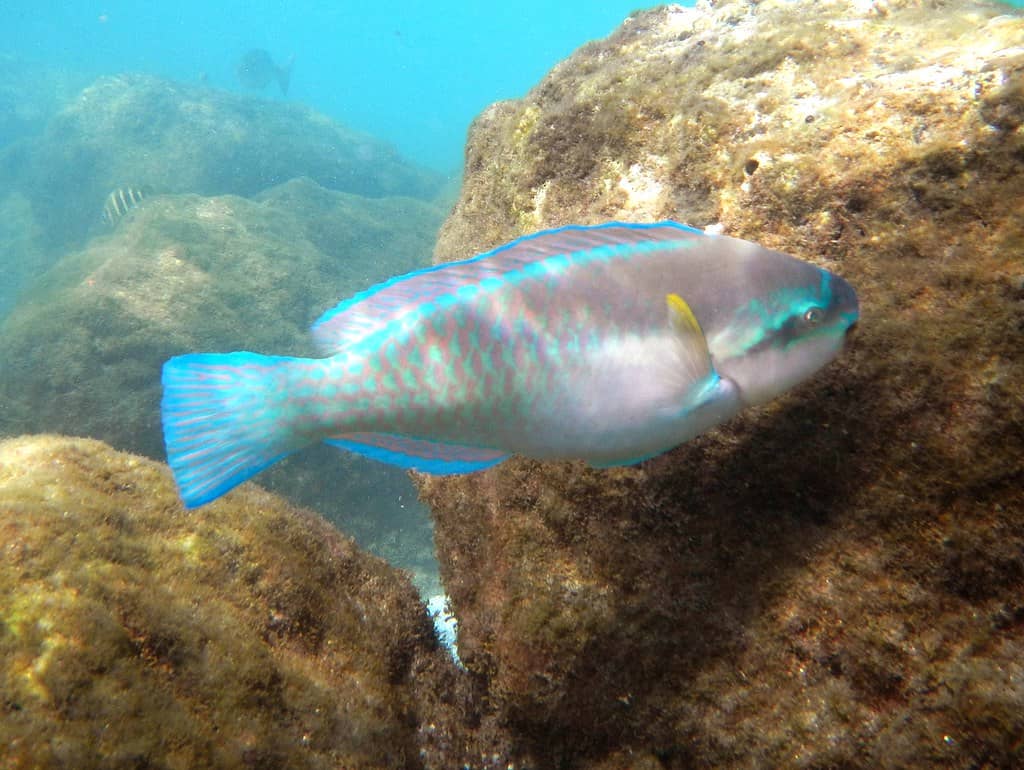Peanut Island