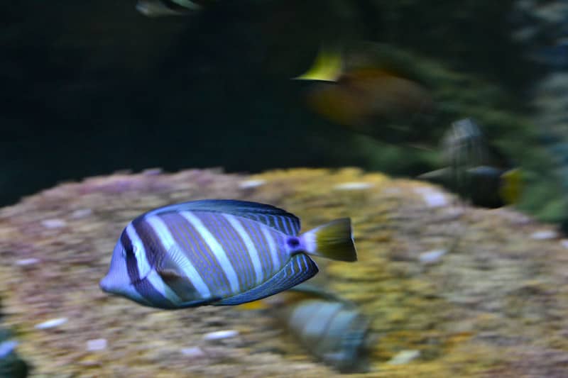 Underwater World Pattaya