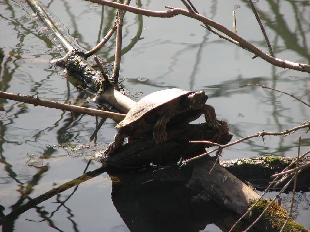 Wildlife Spotting