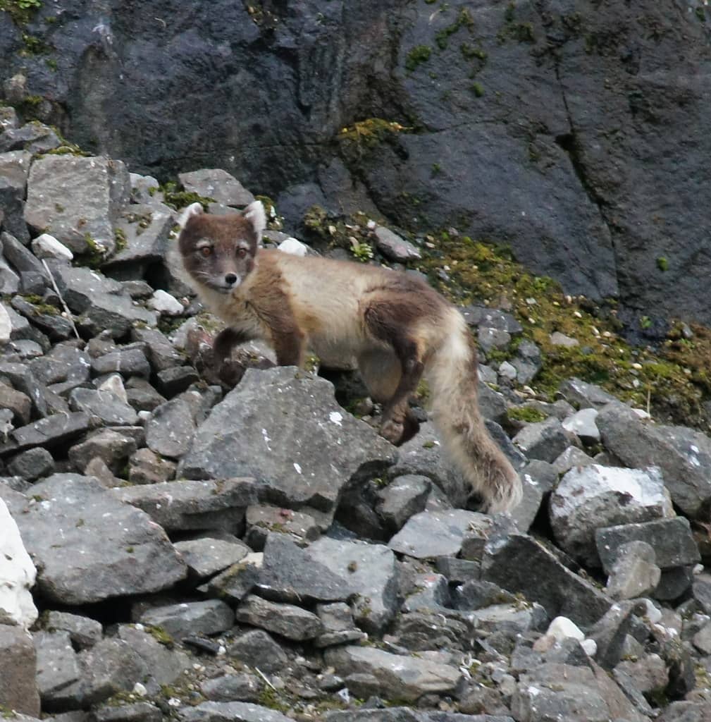 Arctic Wildlife Encounters