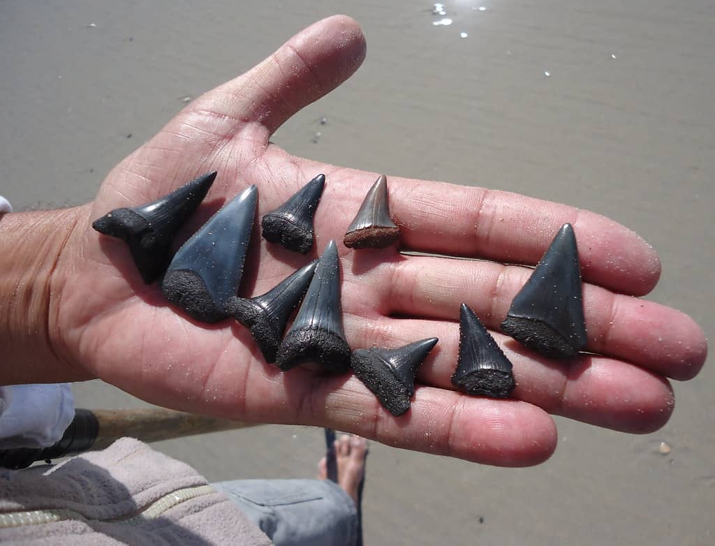 Shark Tooth Hunting