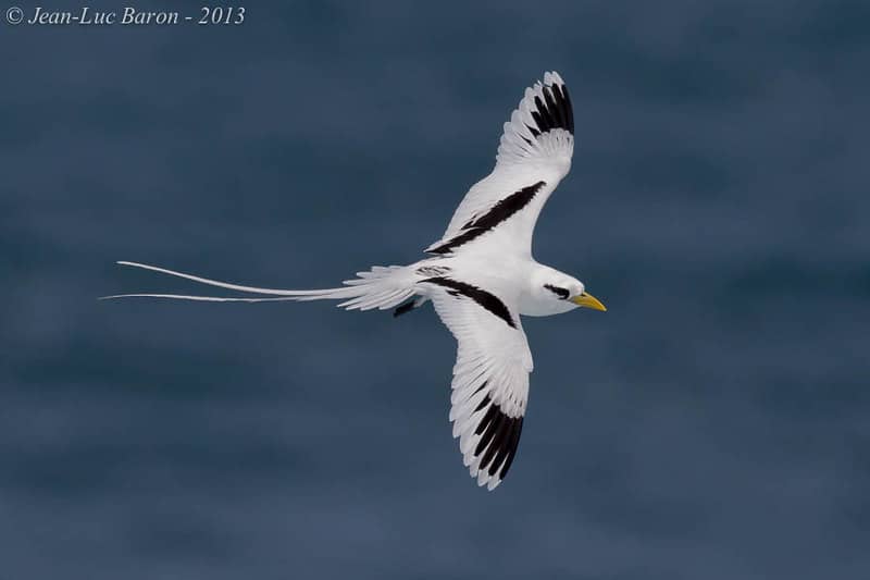 Abundant Wildlife