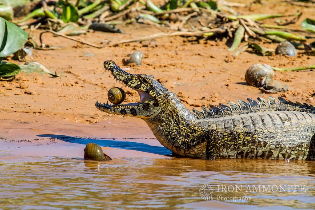 Nocturnal Wildlife Safaris
