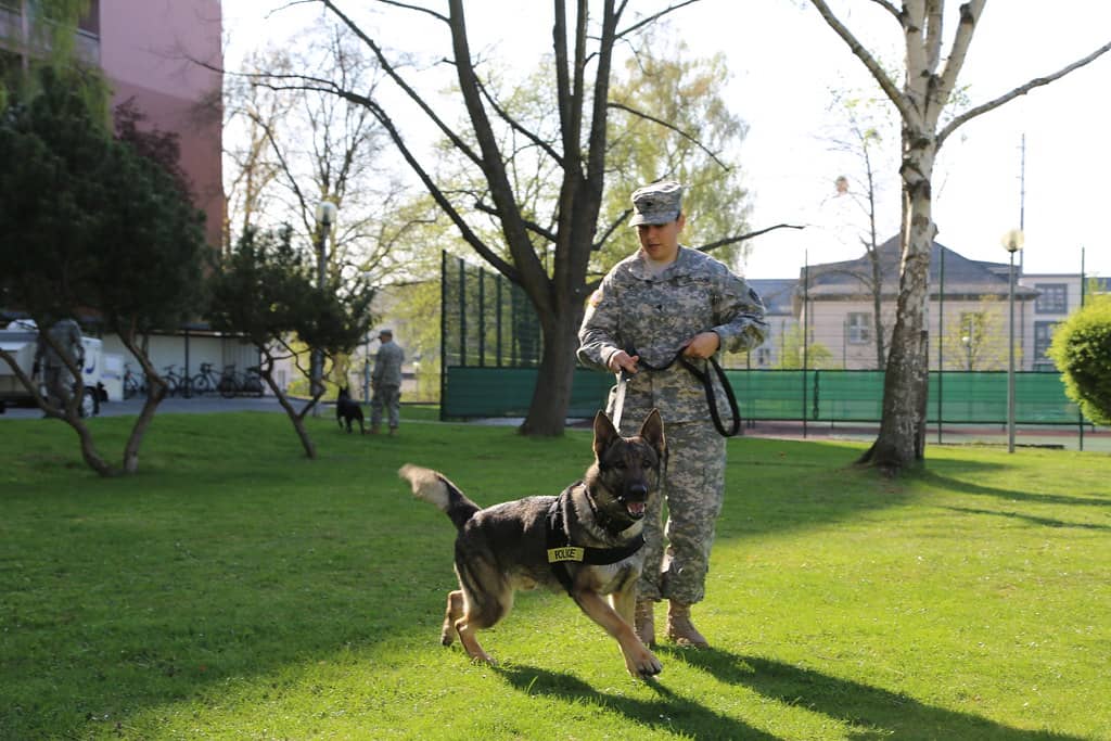 Dog Parks