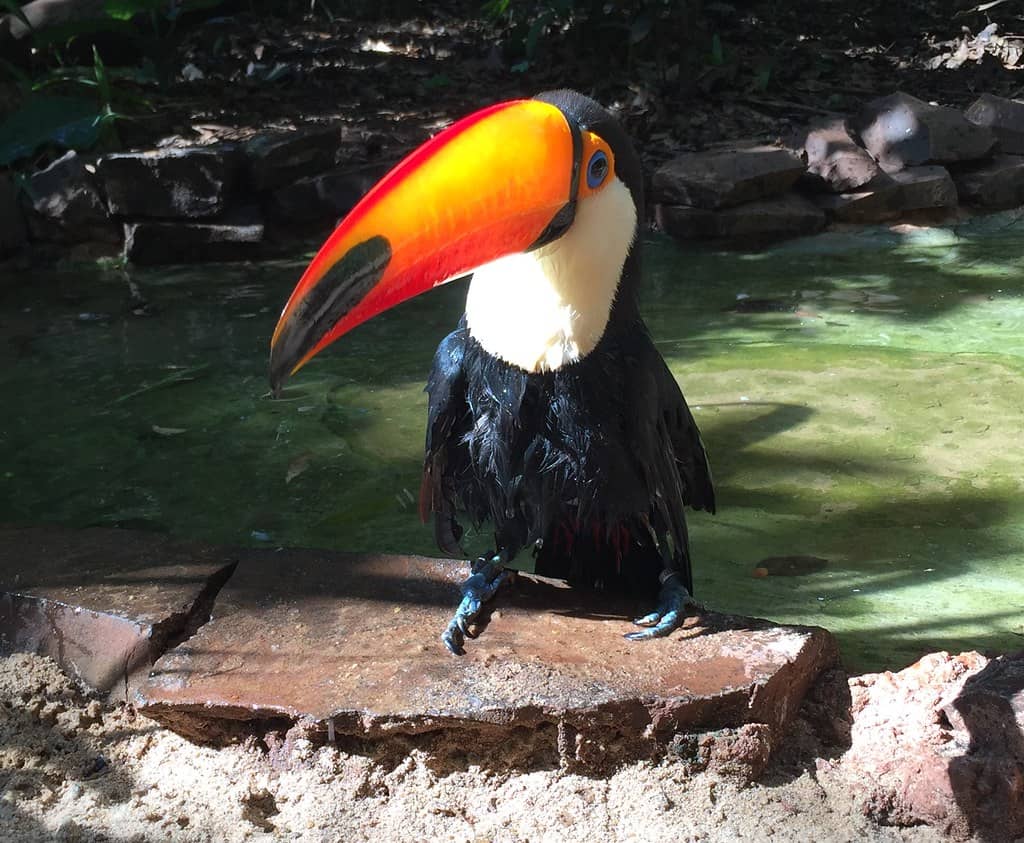 Toucans and Macaws