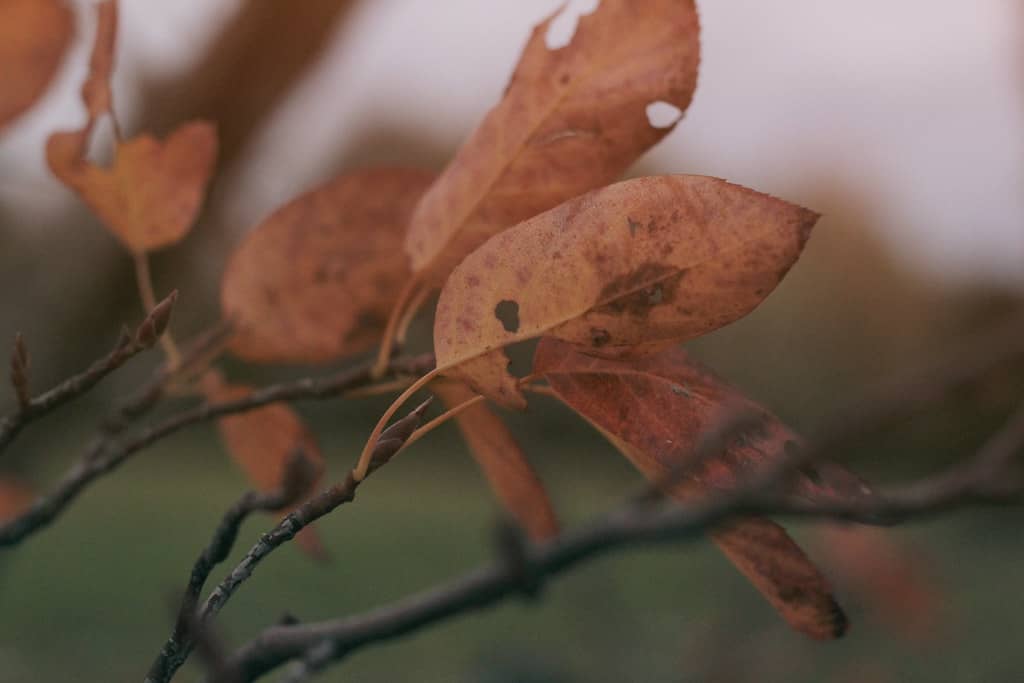 Autumn Foliage