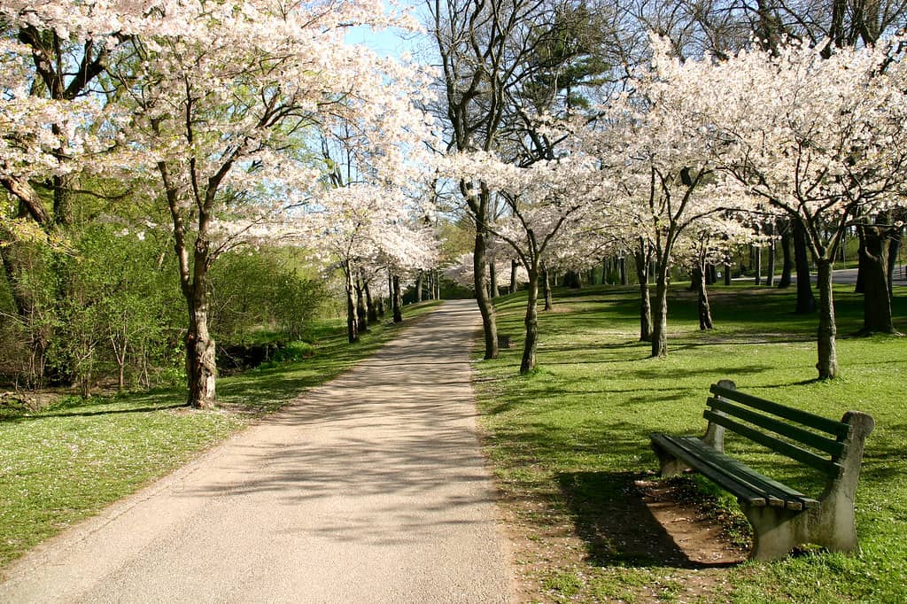 Cherry Blossoms