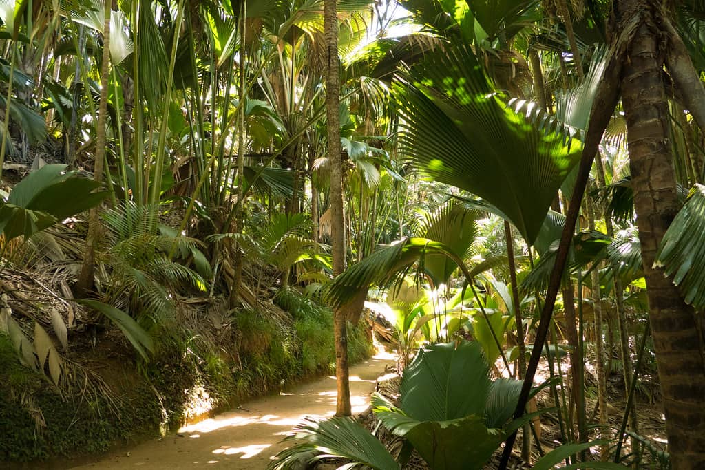 Prehistoric Forest Ambiance