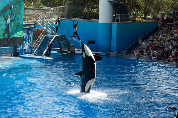 Orca Encounter