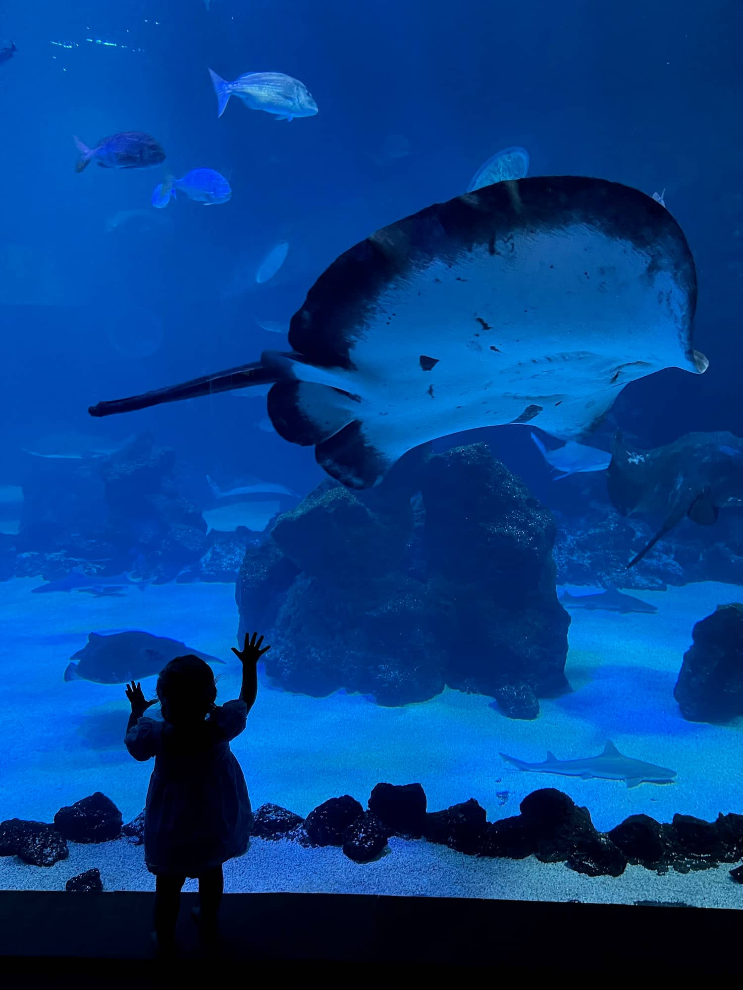 Immersive Aquarium