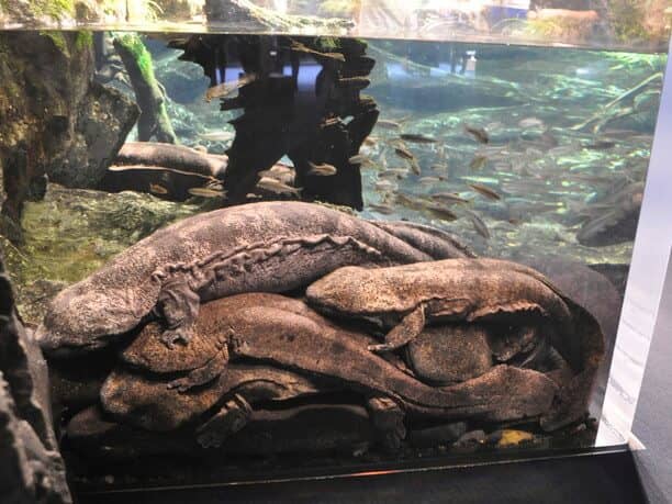 Giant Salamanders