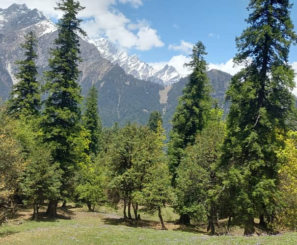 Dense Pine Forests & Meadows