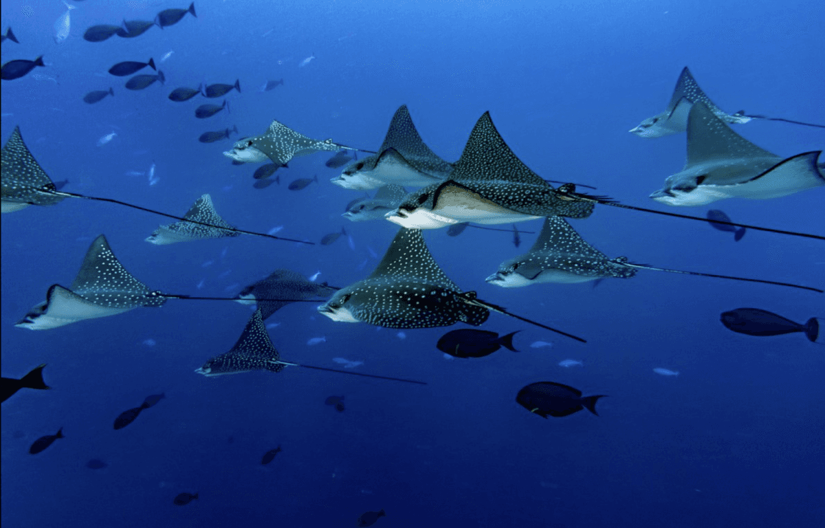 Pelagic Encounters