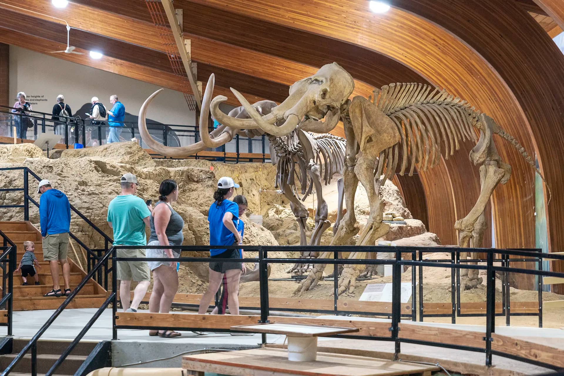 Ice Age Fossil Collection