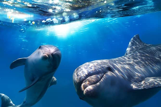 Dolphin and Whale Watching Tours