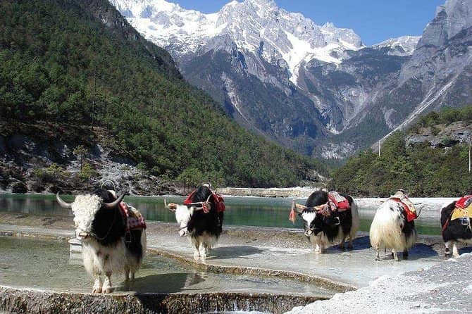 Yak Meadow (Maoniuping)