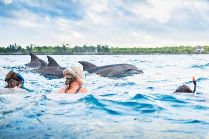 Dolphin Watching
