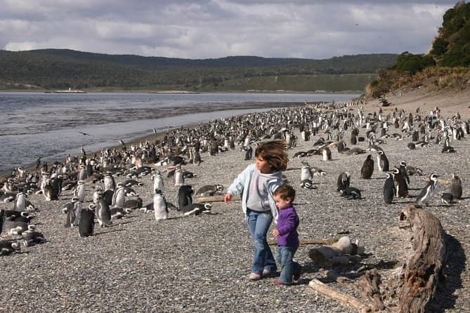 Penguin Island (Isla Martillo)
