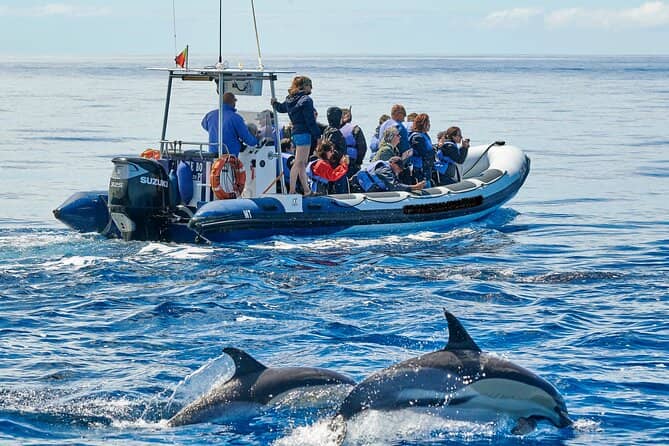 Dolphin Playgrounds