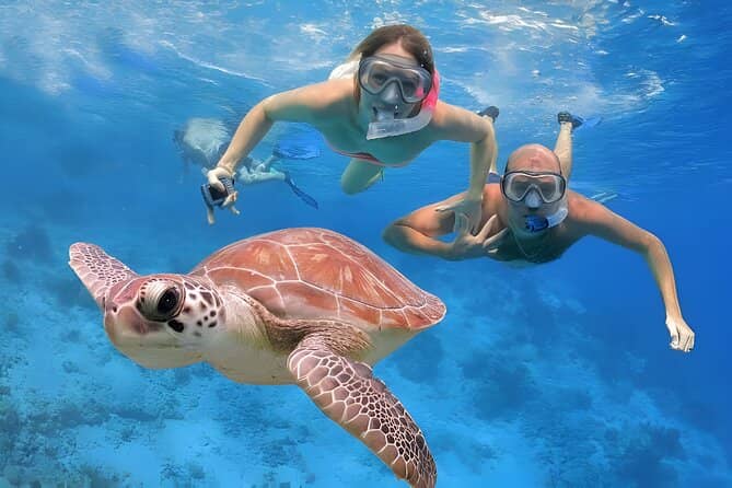 Turtle Encounters