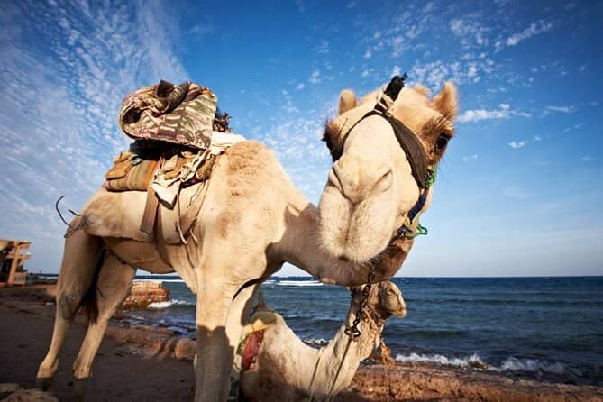 Gold-Painted Camels