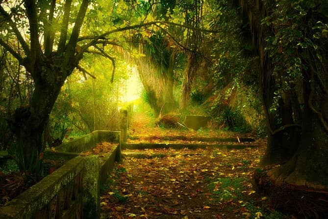 Enchanted Forest