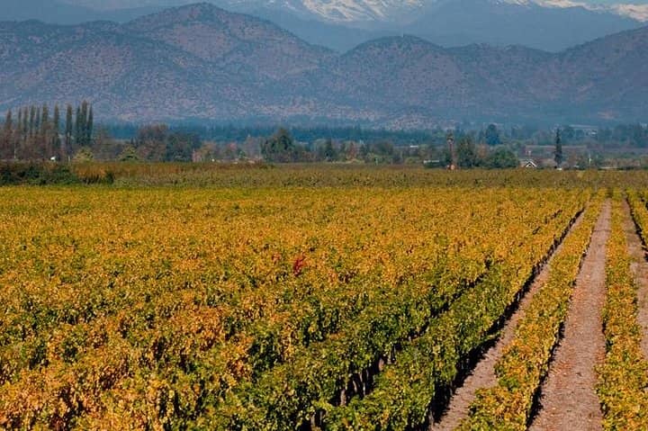 Vineyard Exploration