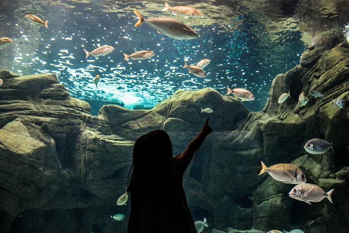 Mediterranean Marine Life